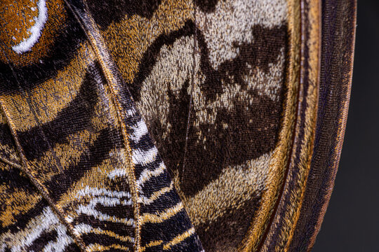 View of the intricate macro patterns and textures of an owl butterfly wing with brown and gold scales Hunawihr, Grand Est, France.