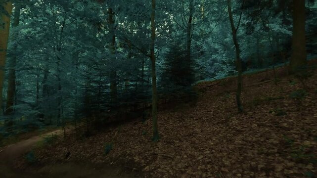 Hiking through a forest of deciduous trees, on a small path, dark and moody