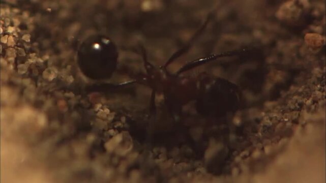 Macro View of Antlion Waiting in Sand Pit Trap to Hunt Prey, Ambush Behavior