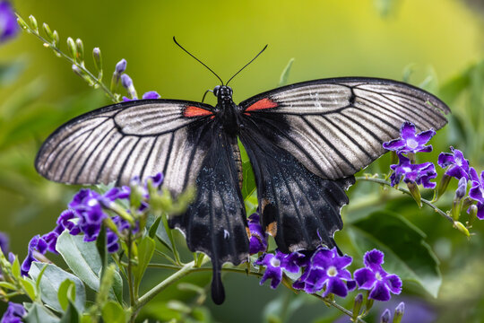 View of a Great Mormon butterfly with black and white wings and red spots resting on vibrant purple flowers in Hunawihr, Grand Est, France.