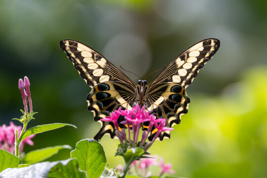 View of a swallowtail butterfly with spread wings perched on pink flowers in a lush garden Hunawihr, Grand Est, France.