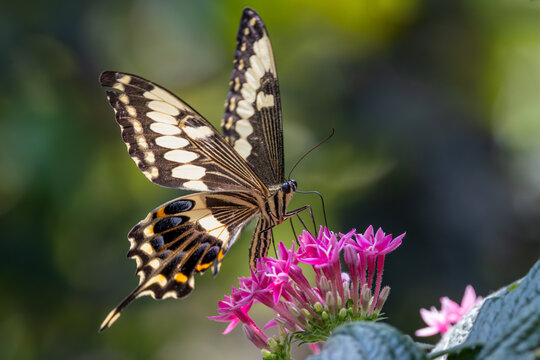 View of a swallowtail butterfly perched on vibrant pink flowers with spread wings showing intricate black and yellow patterns against a soft green background in Hunawihr, Grand Est, France.