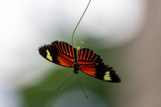View of a butterfly with orange and black wings hanging from a thin green vine Hunawihr, Grand Est, France.