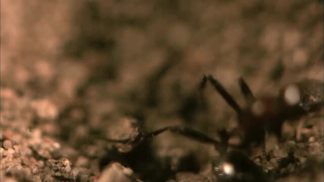 Hunting view of the Antlion