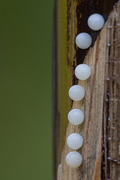 View of small white insect eggs arranged in a vertical row on a textured plant stem with a soft green background Hunawihr, Grand Est, France.
