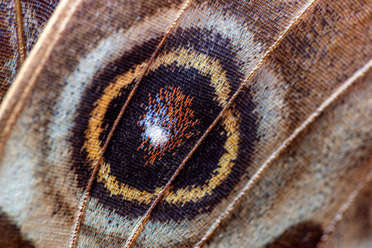 View of the intricate macro details and eyespot pattern on a butterfly wing with colorful scales and fine veins Hunawihr, Grand Est, France.