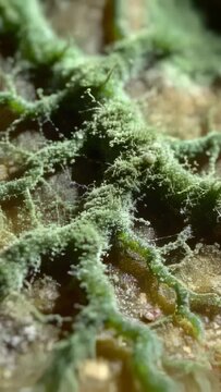 Vertical video: Moving camera examining green fungal mat in lab, revealing filaments and nodules
