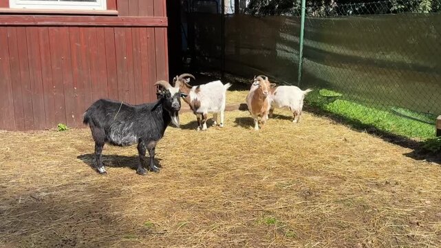 Two Cameroon dwarf goats in an outdoor enclosure