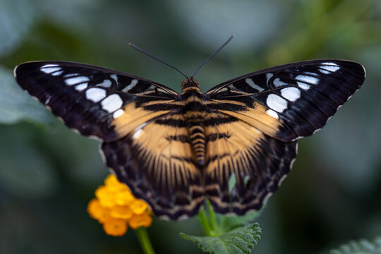 View of a Clipper butterfly with intricate black and white wing patterns resting on a bright yellow flower in Hunawihr, Grand Est, France.