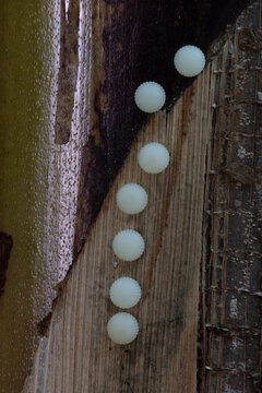 View of small white insect eggs arranged in a row on a textured plant stem in Hunawihr, Grand Est, France.