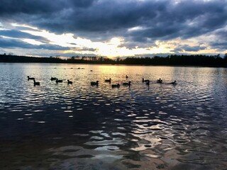 Fototapeta premium ducks swimming on lake during sunset