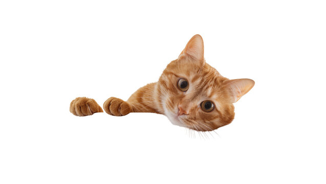 Isolated curious ginger cat peeking over a blank surface, adorable tabby kitty face and paws