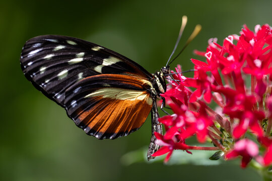 View of a Heliconius butterfly with black, orange, and white wings resting on bright red flowers against a soft green background in Hunawihr, Grand Est, France.