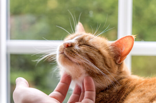 Ginger cat enjoying affectionate petting by human hand