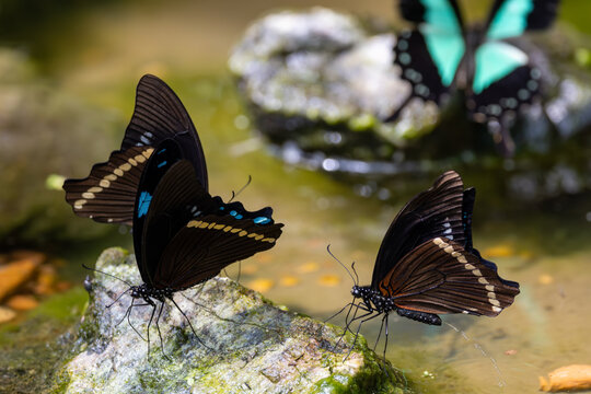 View of dark butterflies with vibrant blue and green markings resting on mossy rocks by a shallow pool of water in Hunawihr, Grand Est, France.