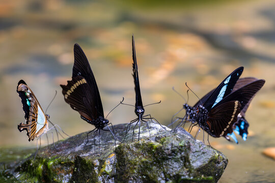 View of several exotic butterflies with dark wings and vibrant blue markings resting on a mossy rock in a natural setting Hunawihr, Grand Est, France.