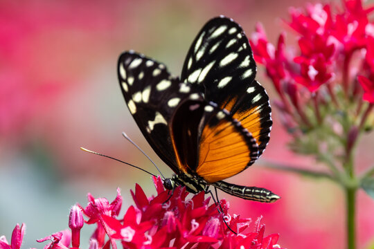 View of a tiger heliconian butterfly with black and orange wings perched on vibrant red flowers in Hunawihr, Grand Est, France.