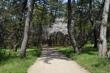 Fototapeta premium 松林 海岸砂防林 山形県庄内