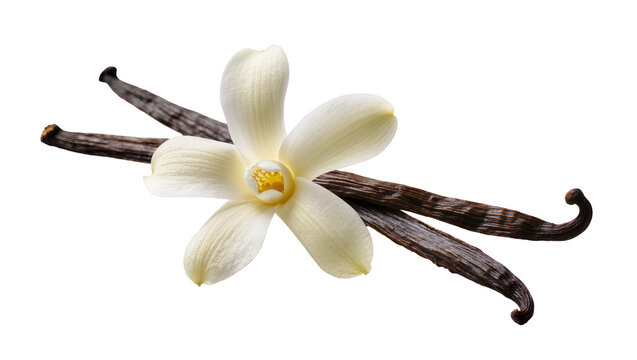 Isolated vanilla flower with two dried aromatic vanilla pods for cooking and baking