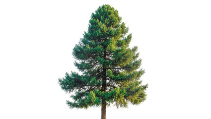 Isolated lush green coniferous tree with a strong trunk and dense evergreen needles © Vincent