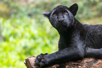 Panthera onca © Lucas