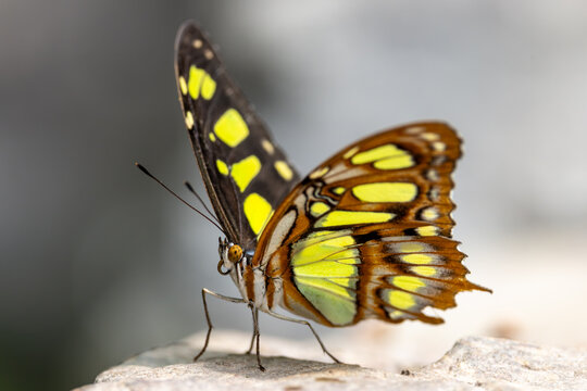 View of a Malachite butterfly with vibrant green and black wings perched on a stone in Hunawihr, Grand Est, France.
