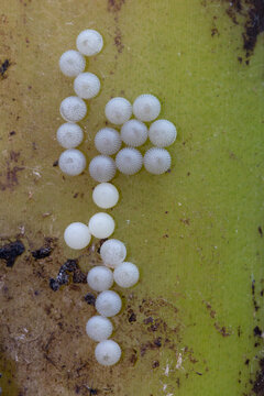 View of small white insect eggs with a ribbed texture attached to a green plant stem Hunawihr, Grand Est, France.