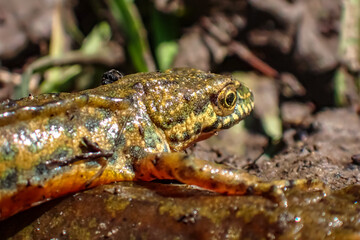 Obraz premium Close-up of a newt resting on wet muddy ground, showing shimmering amphibian skin, camouflage coloration, and freshwater habitat details in natural light