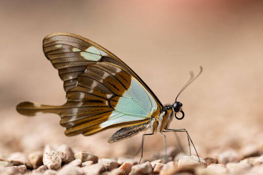 View of a butterfly with brown and pale blue wings resting on a gravel surface in Hunawihr, Grand Est, France.