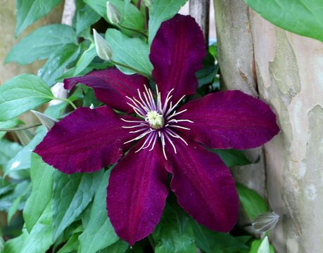 A dark purple clematis flower blooming against a tree trunk.