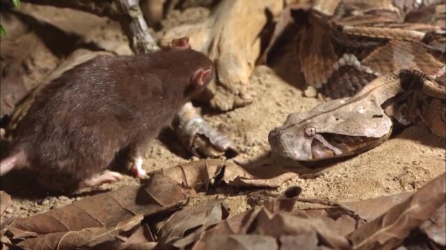 Ambush Predator: Gaboon Viper Hiding in Leaf Litter Waiting to Hunt Prey