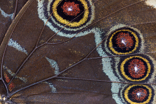 View of the intricate macro details and colorful eyespots on a butterfly wing in Hunawihr, Grand Est, France.