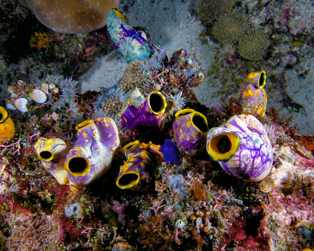  tunicates