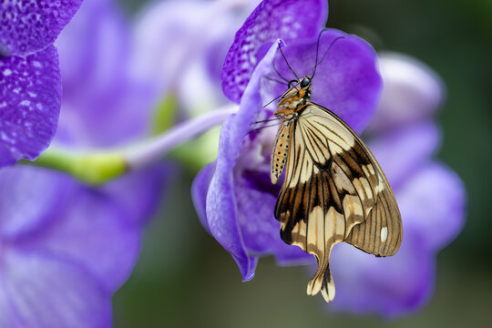 View of a butterfly resting on a vibrant purple orchid flower Hunawihr, Grand Est, France.