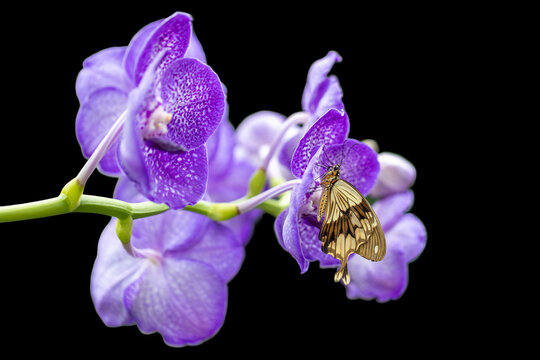 View of a butterfly resting on vibrant purple orchids against a black background in Hunawihr, Grand Est, France.