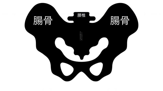 骨盤の日　5月28日 記念日