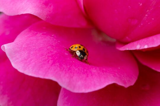 View of a ladybug crawling on a vibrant pink flower petal covered in delicate water droplets in Hunawihr, Grand Est, France.