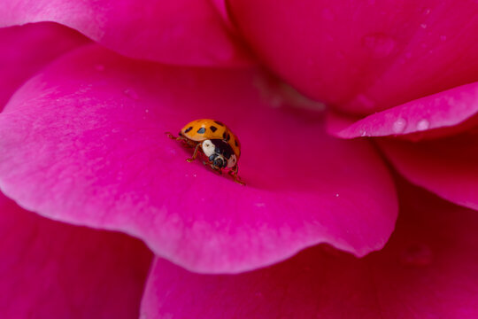 View of a ladybug crawling on a vibrant pink flower petal covered in small water droplets Hunawihr, Grand Est, France.