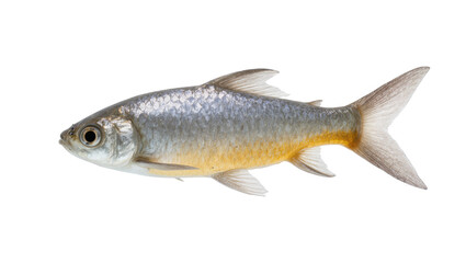 Obraz premium Isolated Freshwater Fish in Profile with Shimmering Silver and Golden Scales and Fins