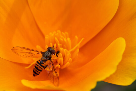 View of a hoverfly with yellow and black stripes pollinating the center of a bright orange flower Hunawihr, Grand Est, France.