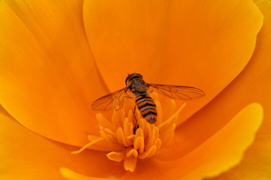 View of a hoverfly resting on the stamens of a bright orange flower in Hunawihr, Grand Est, France.