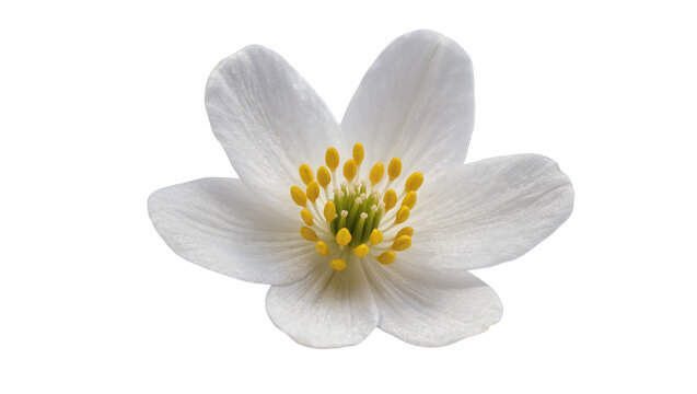 Isolated delicate fresh white flower with vibrant yellow stamens blooming, beauty in nature