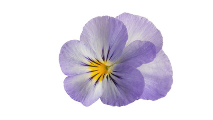 Naklejka premium Isolated pansy flower with vibrant purple petals and yellow center, close up studio shot
