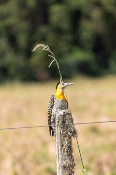 Campo Flicker perched in rural grassland landscape in Brazil.	