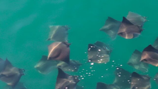Mobula rays leap and dance in the water while swimming in large groups in the Sea of Cortez, showcasing marine life in action.