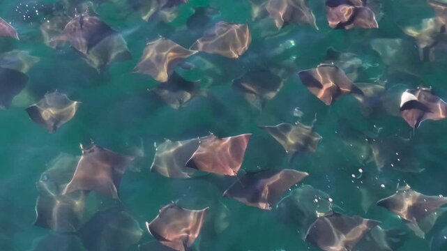 Watch mobula rays leap and dance in the Sea of Cortez in Baja California Sur, Mexico, showcasing their natural behavior from a drone.