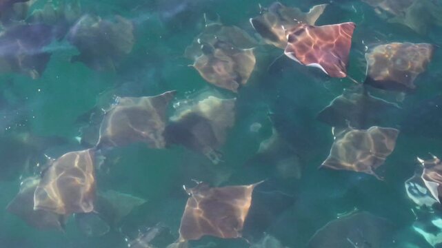 Drone shows large group of mobula rays leaping and splashing in Sea of Cortez, Baja California Sur, highlighting marine wildlife activity.