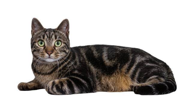 Isolated beautiful tabby cat with stunning green eyes lying down and looking attentively