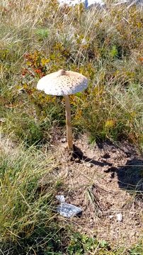 A tall, elegant Parasol Mushroom (Macrolepiota procera) stands proudly in a sunny mountain meadow. Its wide, conical cap, speckled with brown scales, is held high on a slender, textured stem