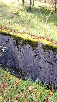 Overgrown concrete remnants of former Rapallo border fortifications near Breza, Croatia. Forest surrounds the weathered stone blocks, now covered in moss, ivy, and grass